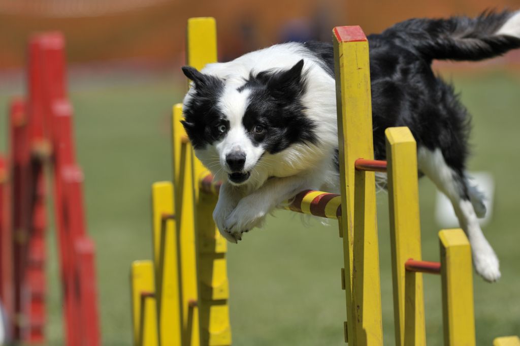 5 Surprising Benefits of Dog Agility Training for Your Pet’s Health