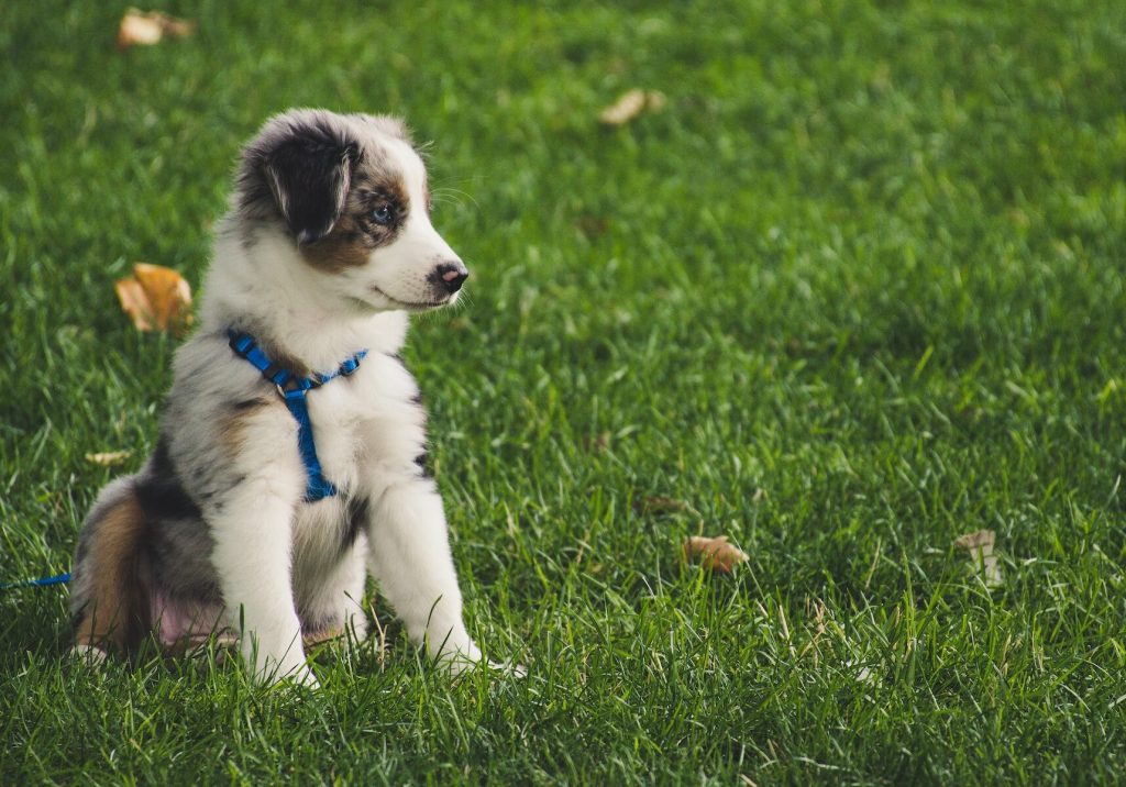 How to House Train Your Puppy with Proven Methods