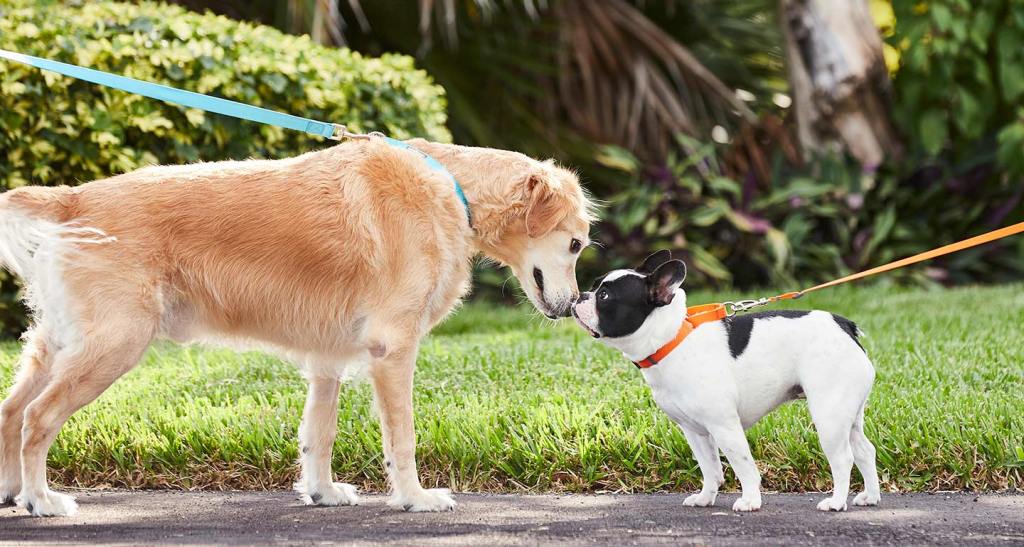How to Safely Socialize Your Puppy with Other&nbsp;Dogs