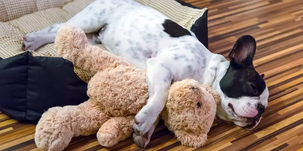 A Boston Terrier sleeping while cuddling a plush bear stuffy.