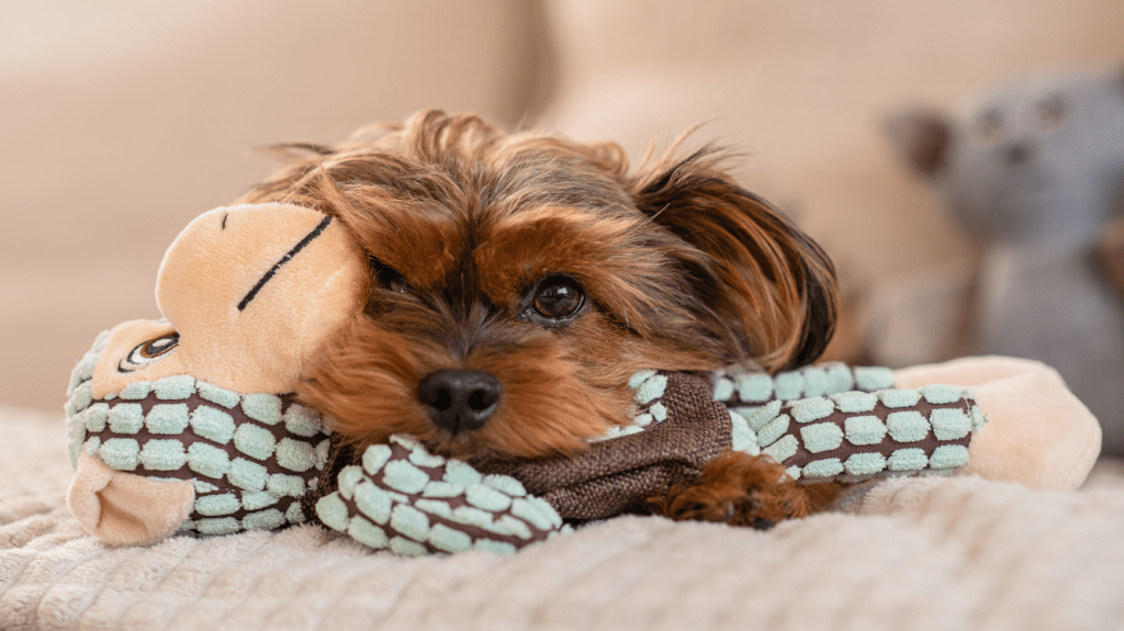 Toy Yorkie and baby monkey sharing a stuffed toy.